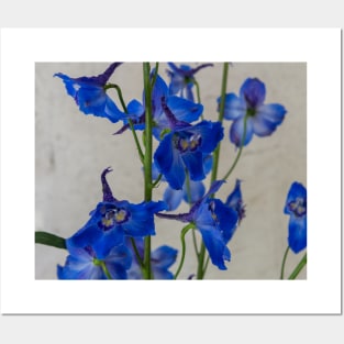 Blue delphinium flowers Posters and Art